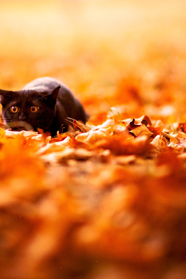 Маленький чёрный кот охотится осенью