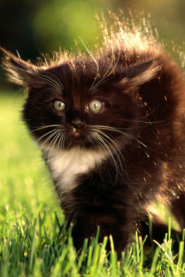 Маленький чёрный кот с белым пятнышком испугался