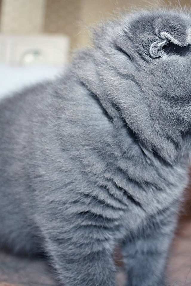 Маленький серый шотландский вислоухий кот