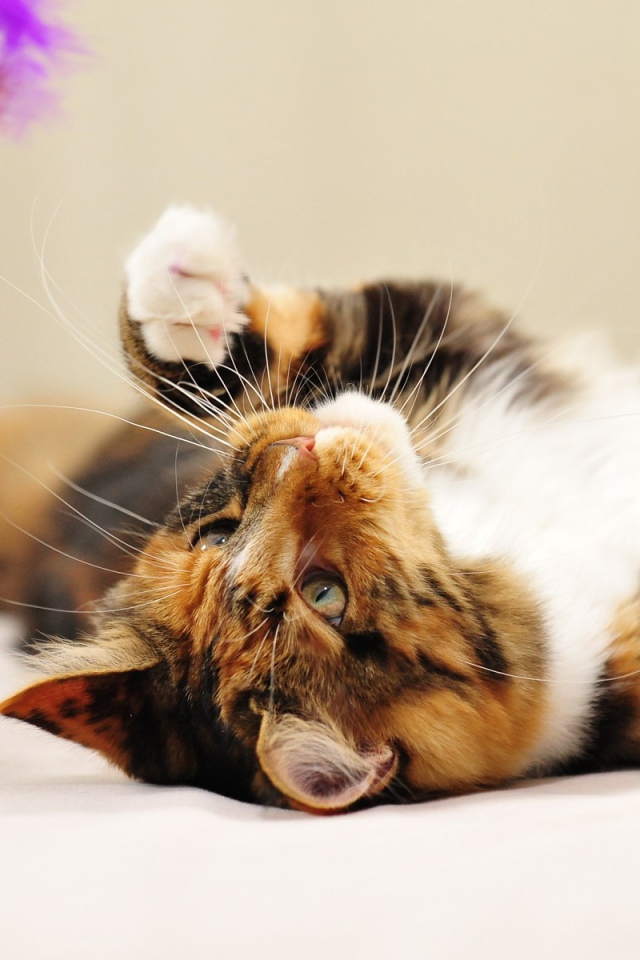 Молодой кот мейн-кун лёжа играет 