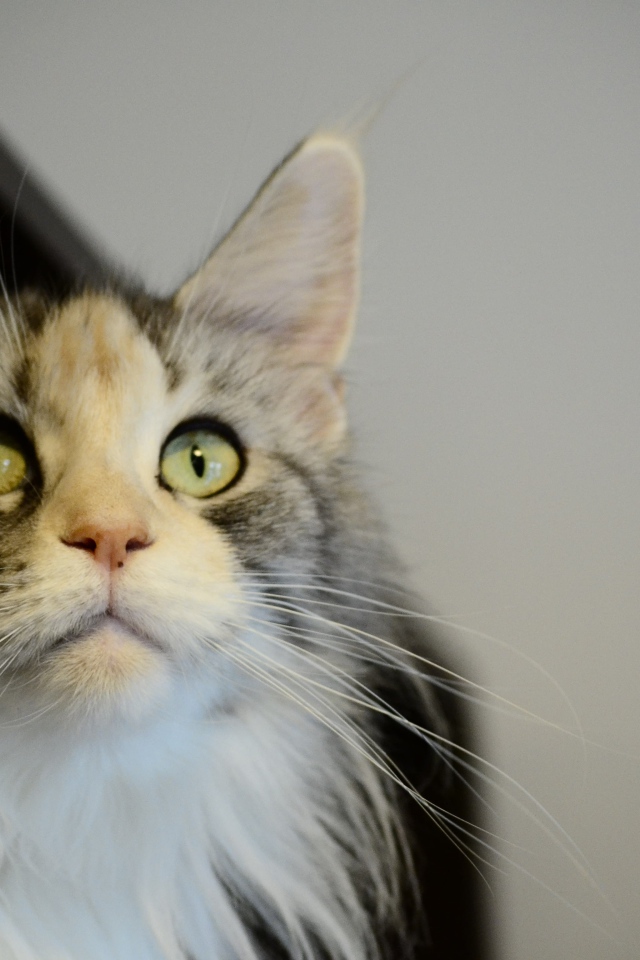 Молодой кот мейн-кун куда-то пристально смотрит