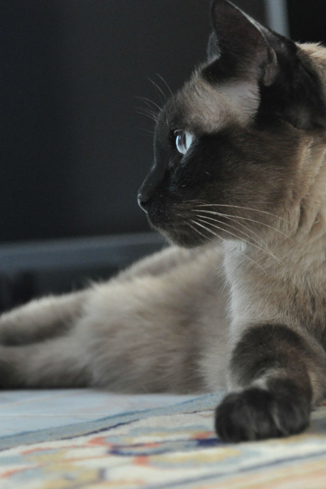 Взрослый сиамский кот отдыхает