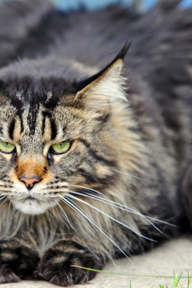 Злой, но красивый кот мейн-кун