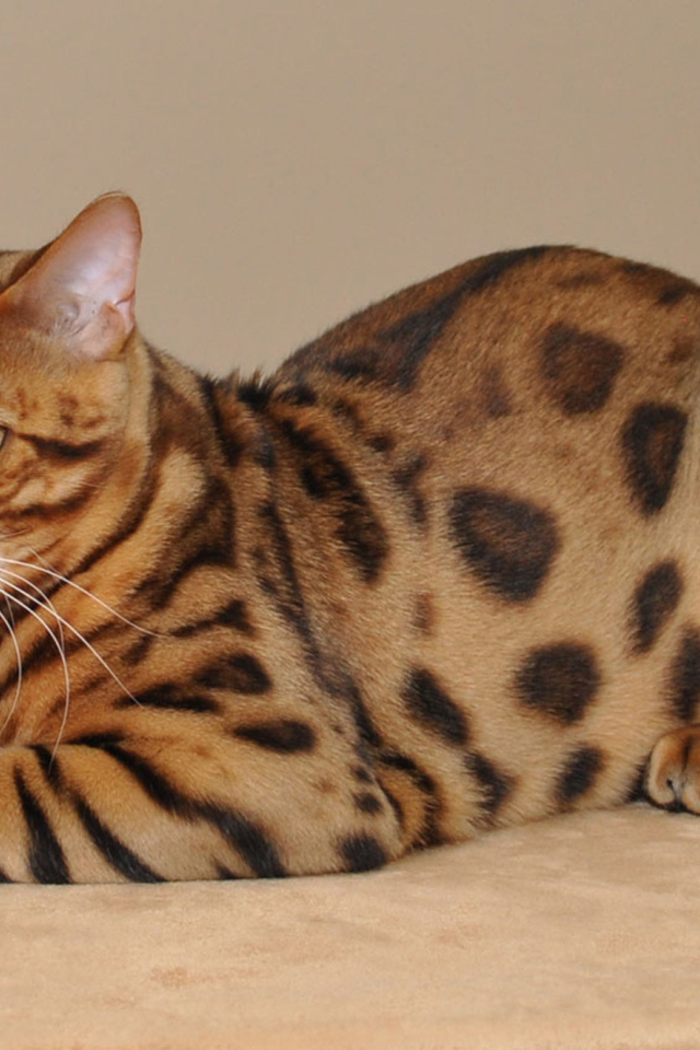 Красивый бенгальский кот позирует