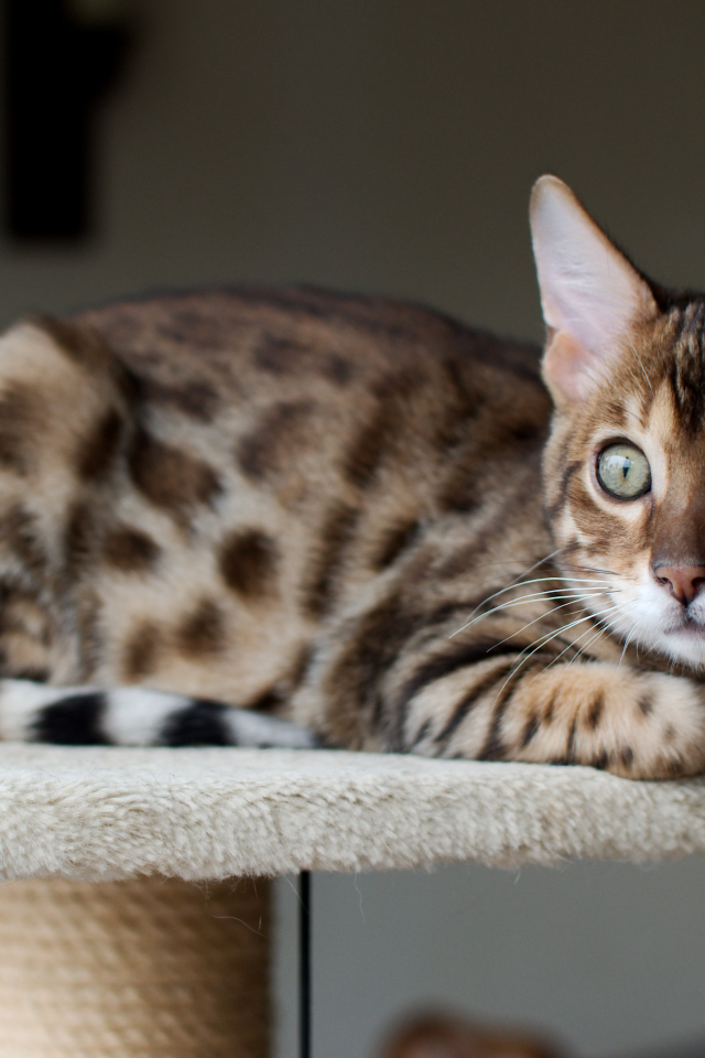 Красивый бенгальский кот кого-то увидел