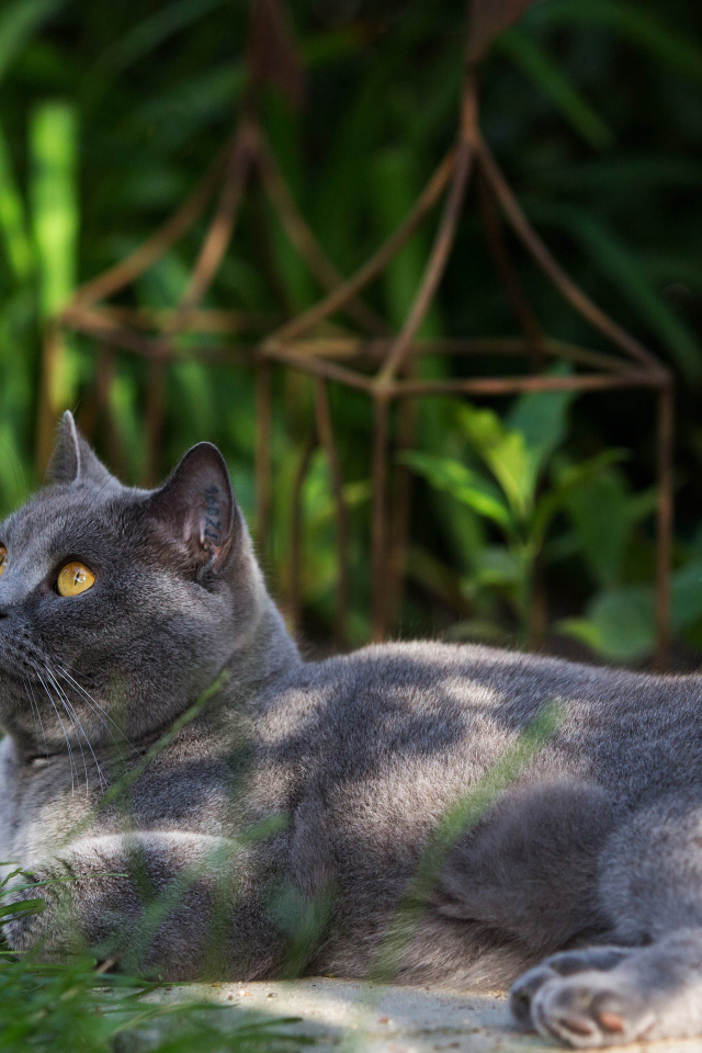 Красивый британский кот на траве