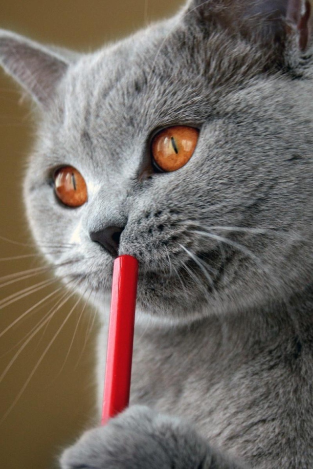 Красивый британский кот задумался