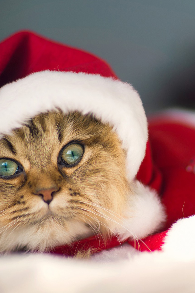 Красивый новогодний кот