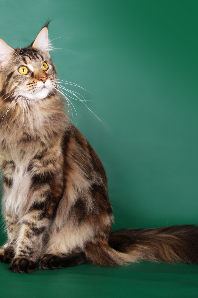 Beautiful Maine Coon cat on a green background