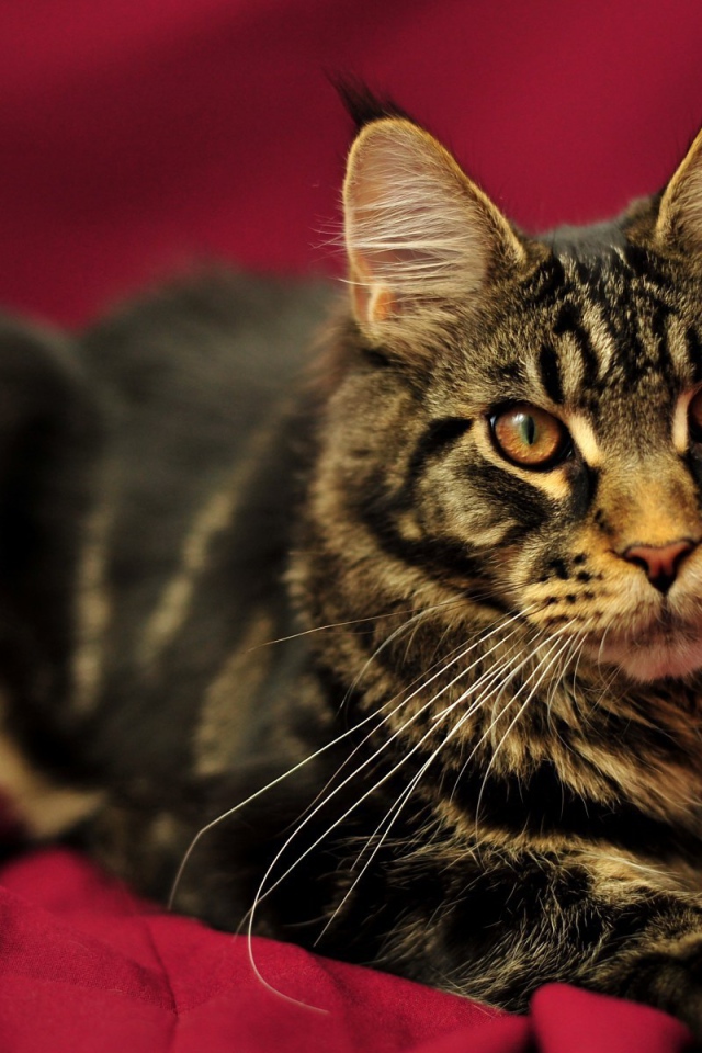 Красивый кот мейн-кун с коричневыми глазами