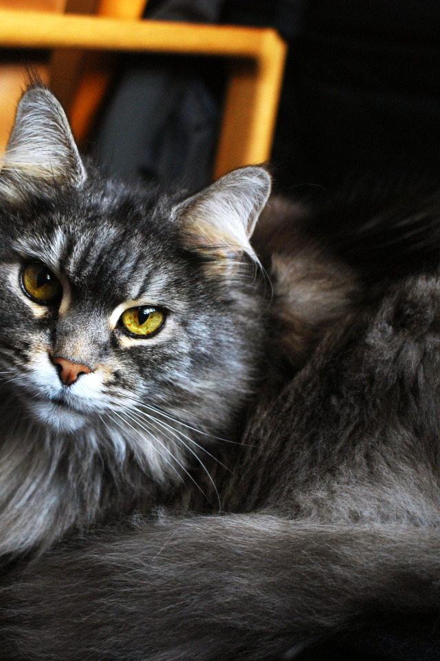 Красивый кот мейн-кун с зелёными глазами