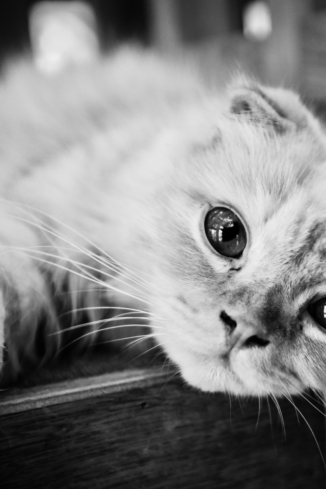 Красивый шотландский вислоухий кот, черно-белое фото