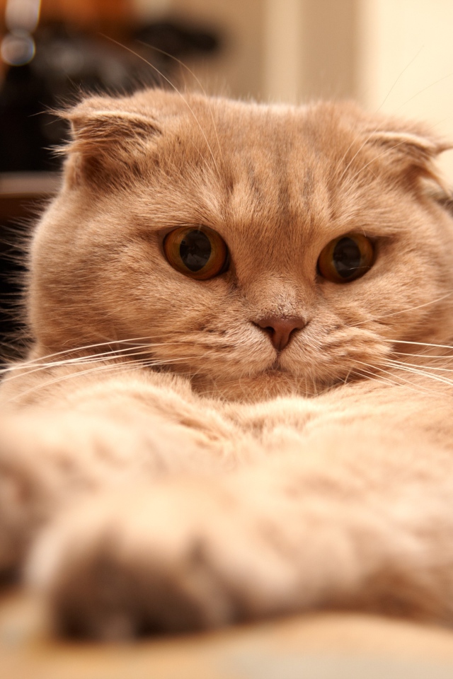 Красивый шотландский вислоухий кот устал