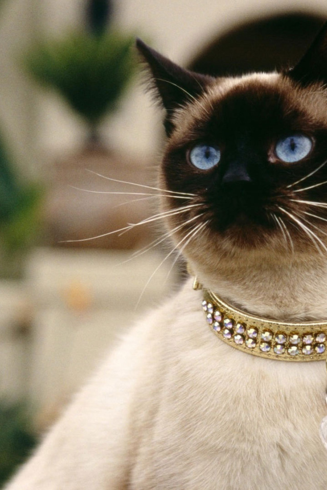 Красивый сиамский кот