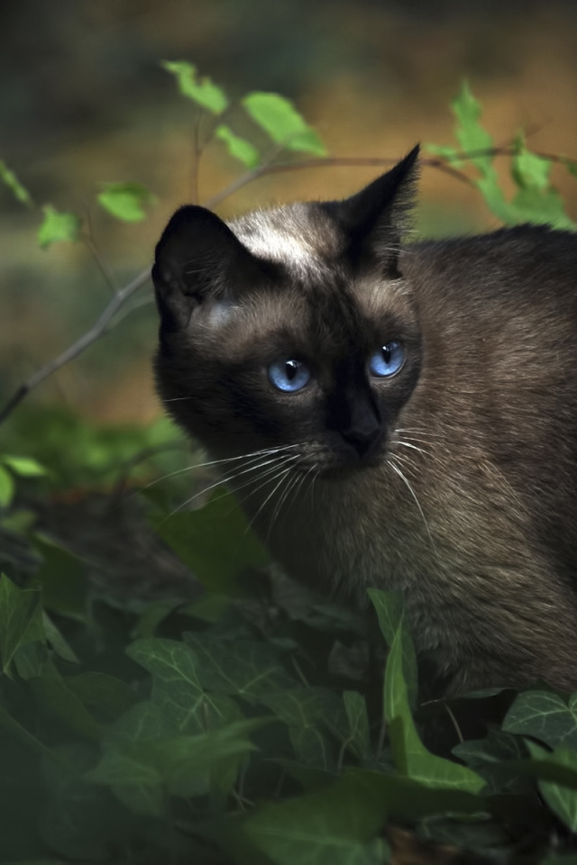 Красивый сиамский кот среди растений
