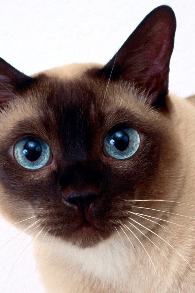 Красивый сиамский кот крупным планом