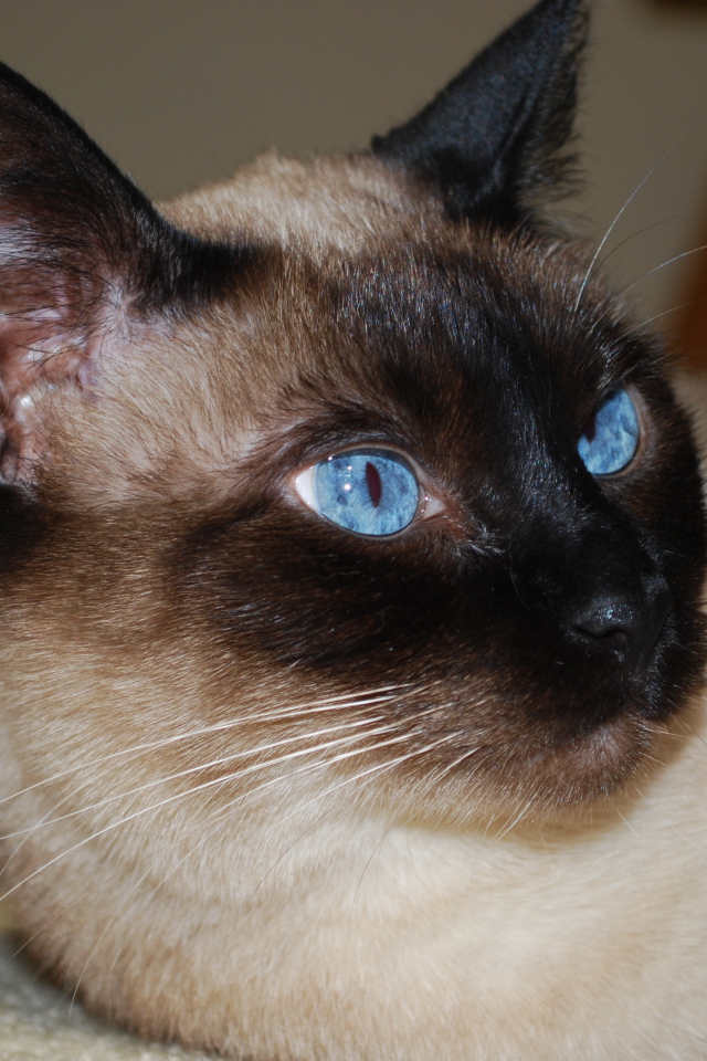 Красивый сиамский кот отдыхает