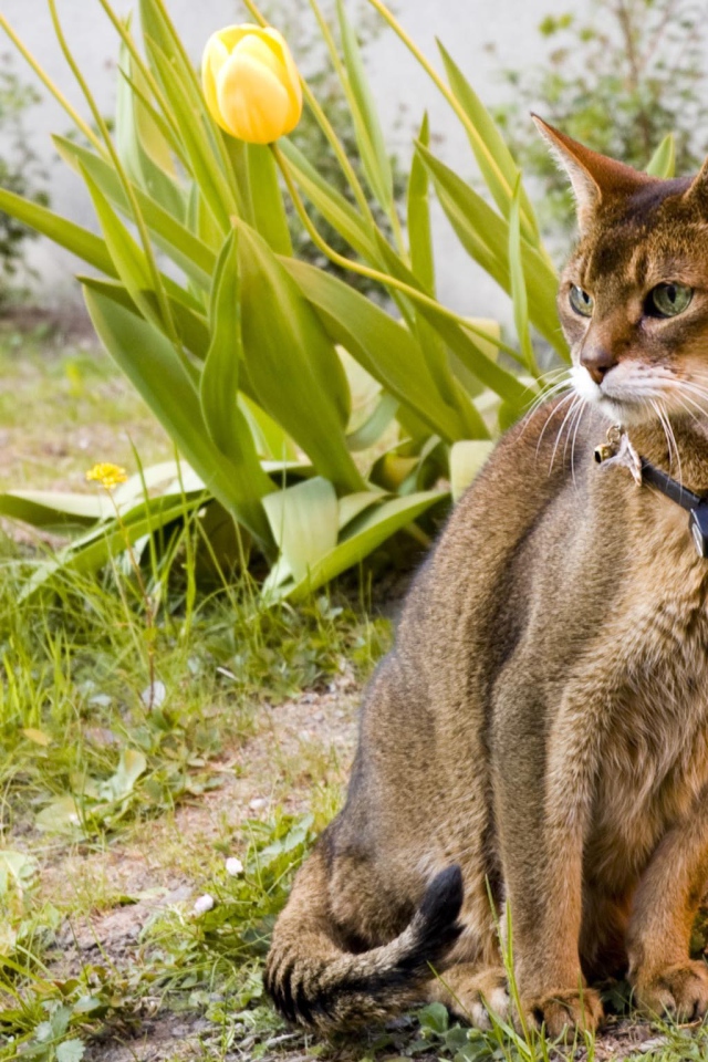 Красивая абиссинская кошка