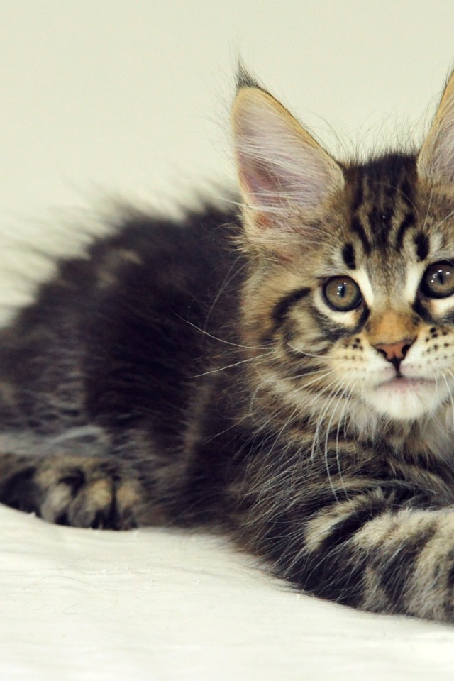 Красивый малыш мейн-кун на кровати