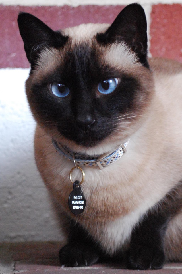 Голубоглазый красивый сиамский кот