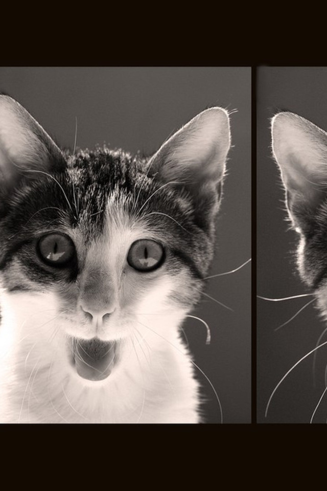 Красивый кот и его мимика