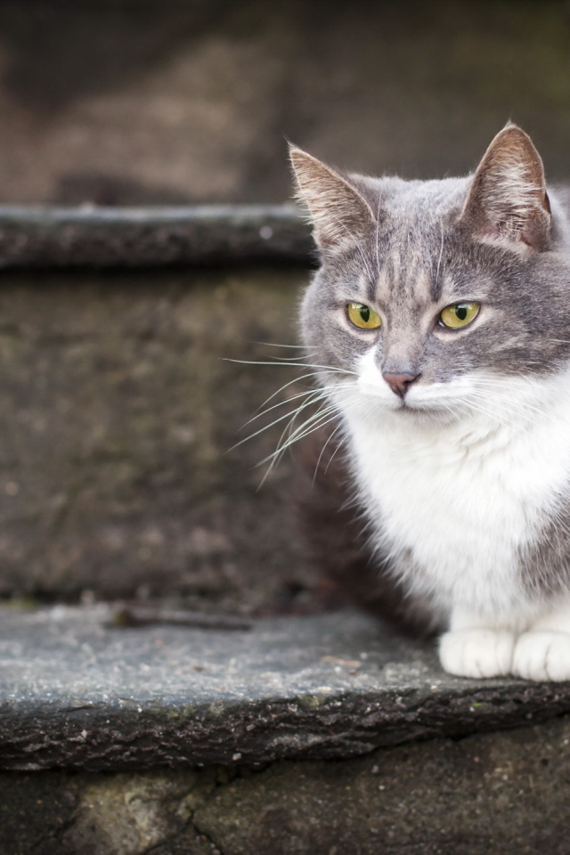 Красивый кот на ступеньках