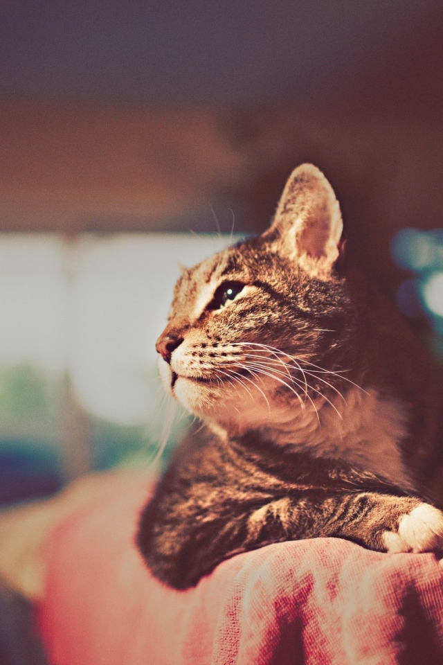 Красивый кот отдыхает