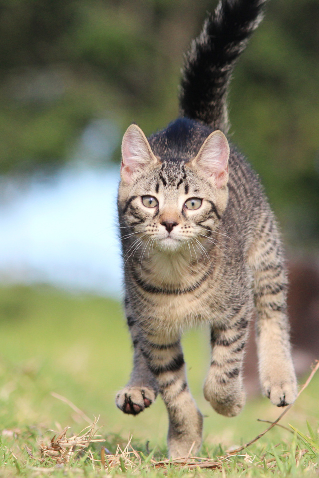 Красивый кот бежит к хозяину