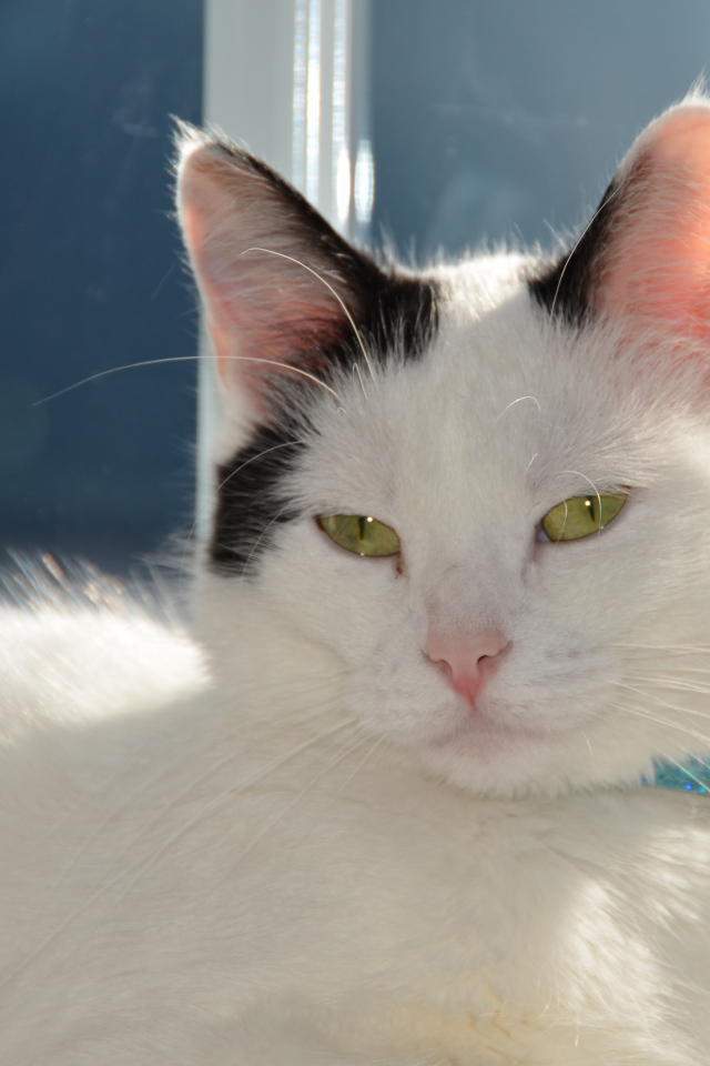 Красивый кот с голубым ошейником