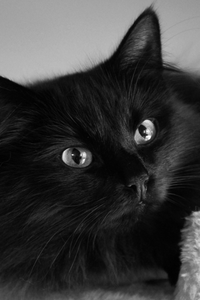 Пушистый красивый чёрный кот