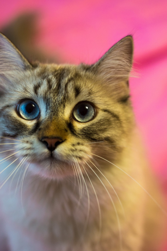 Красивый пушистый кот на розовом фоне