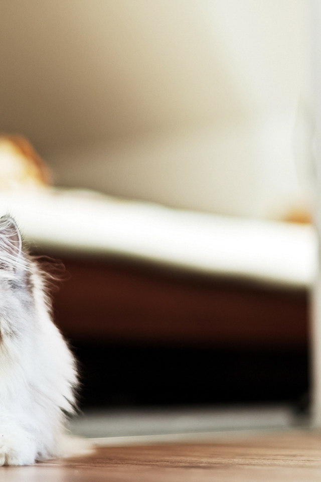 Пушистый красивый кот удивлённо смотрит