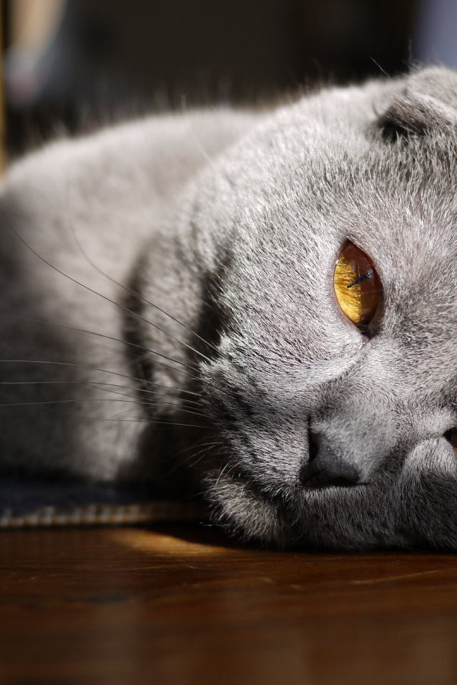 Красивый серый шотландский вислоухий кот с рыжими глазами