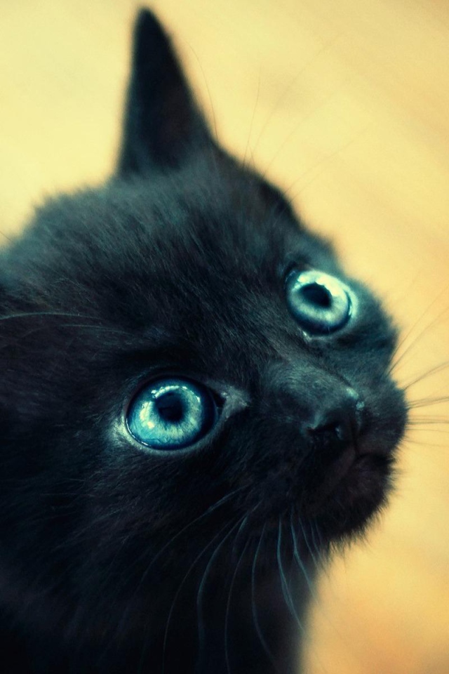 Красивый маленький чёрный кот с голубыми глазами