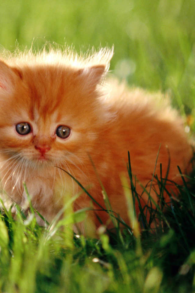 Красивый маленький рыжий кот на траве