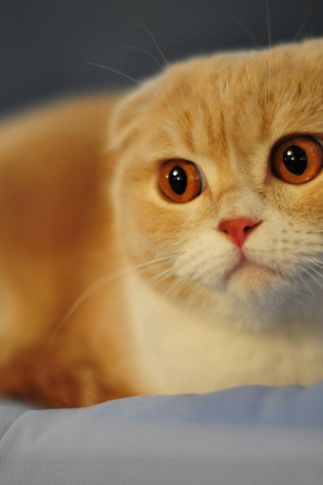 Красивый вислоухий рыжий кот