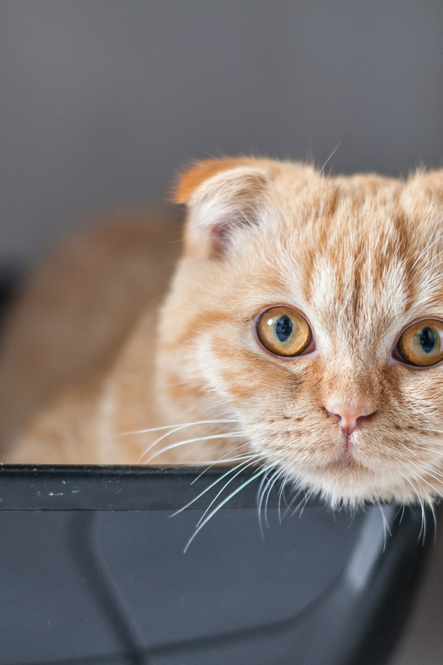 Рыжий красивый шотландский вислоухий кот