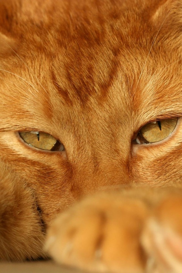 Beautiful red cat close-up