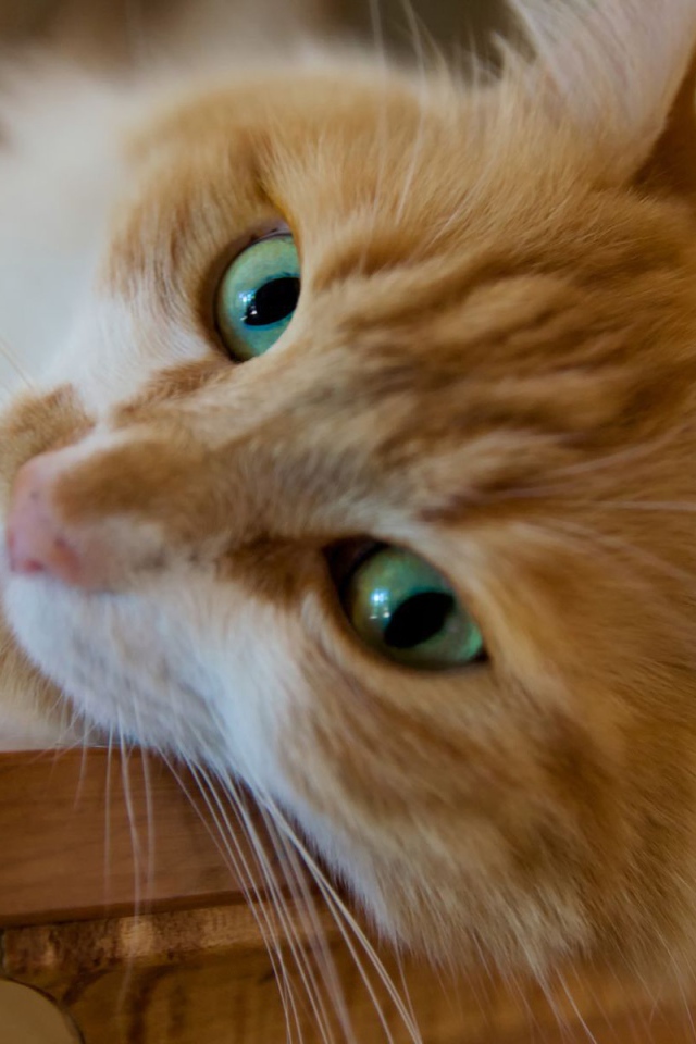 Красивый рыжий зеленоглазый кот мейн-кун крупным планом