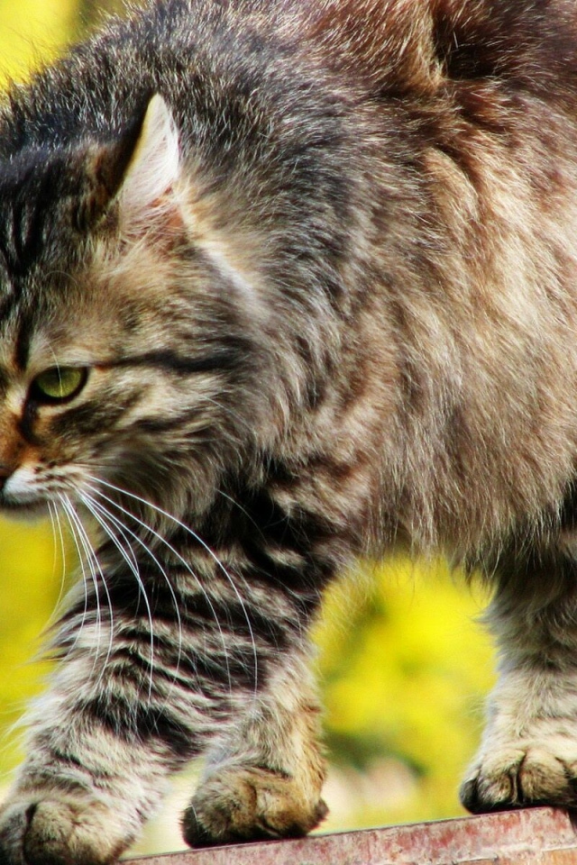 Красивый серьёзный сибирский кот