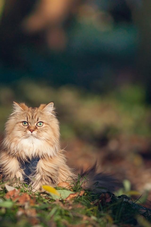 Красивый серьёзный кот в траве