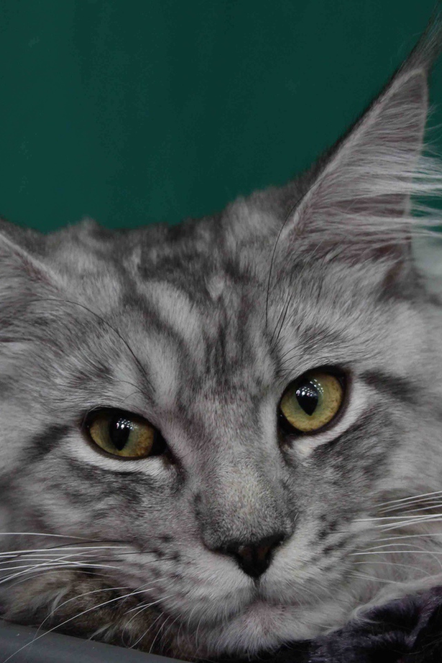 Серебристый красивый кот мейн-кун