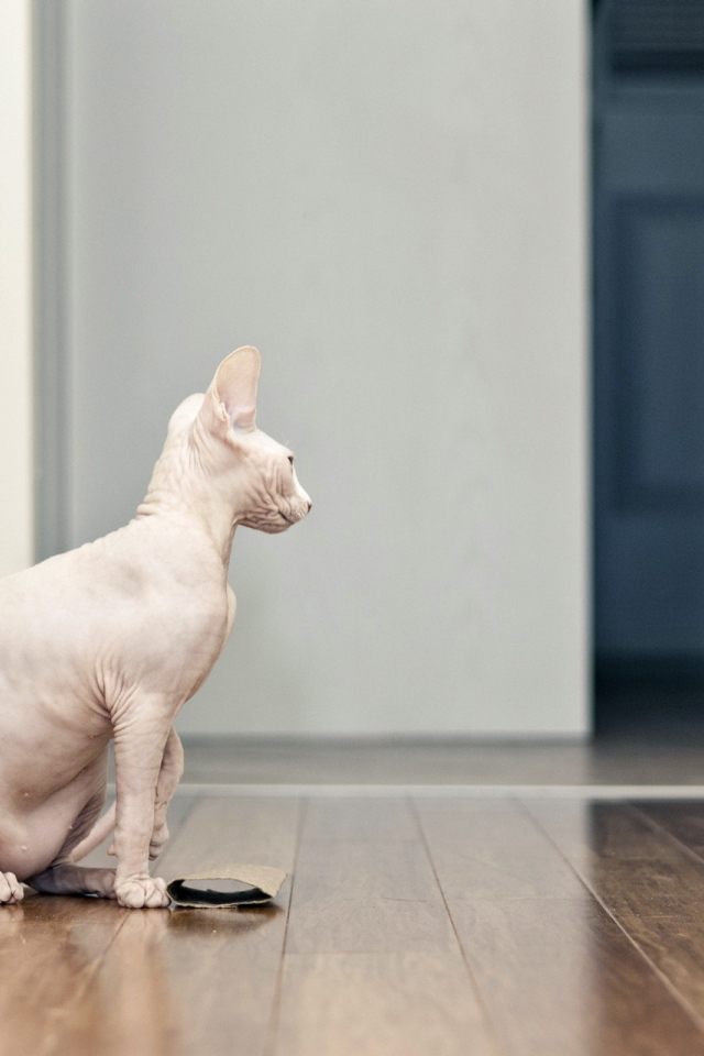 Красивый кот сфинкс сидит на полу