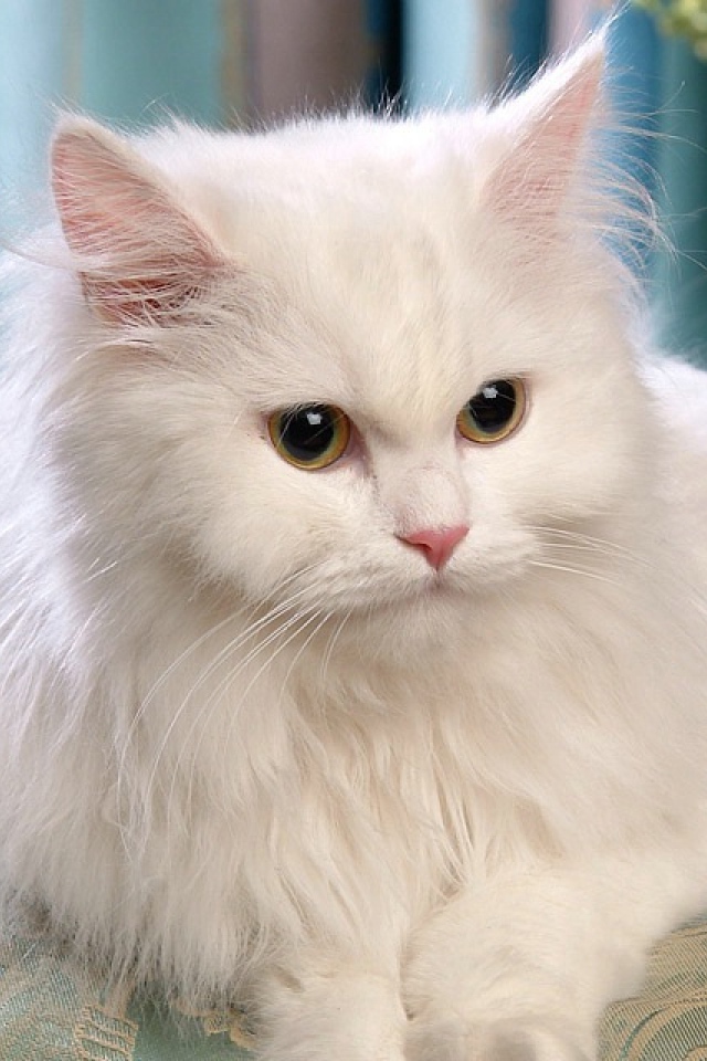 Красивый белый кот лежит на диване