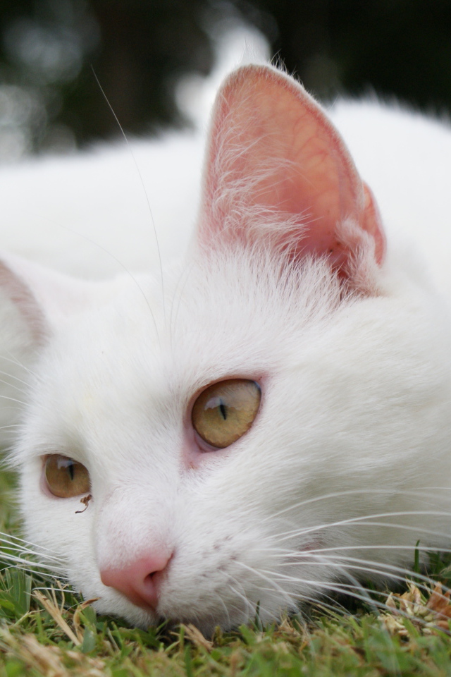 Красивый белый кот отдыхает на траве