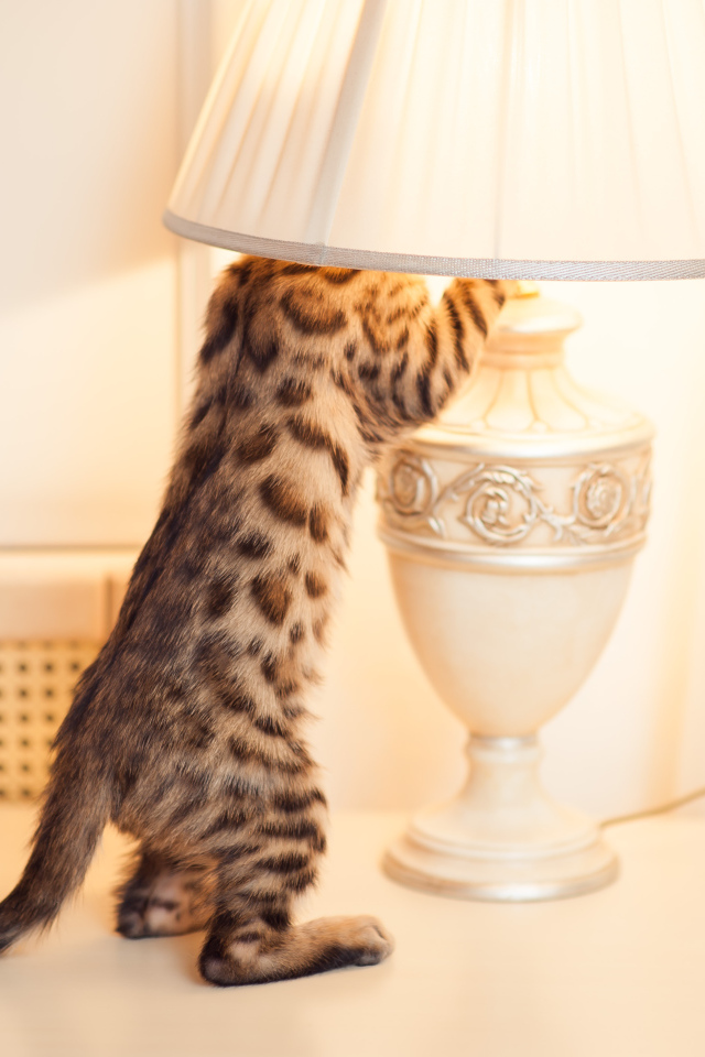 Бенгальский кот и лампа
