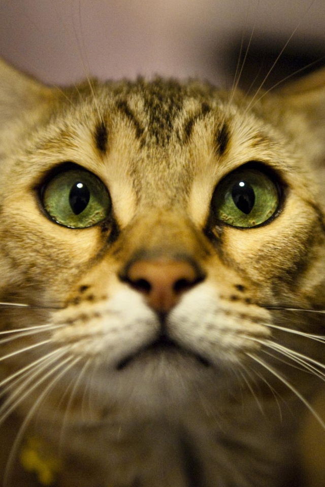 Бенгальский кот крупным планом