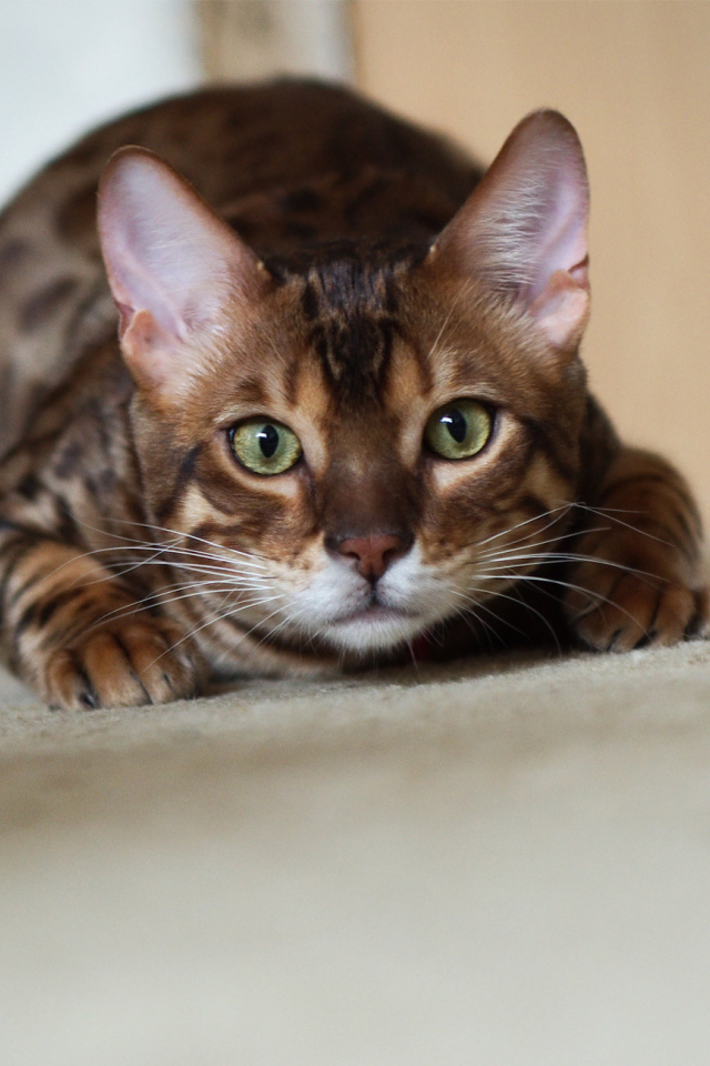 Бенгальский кот охотится