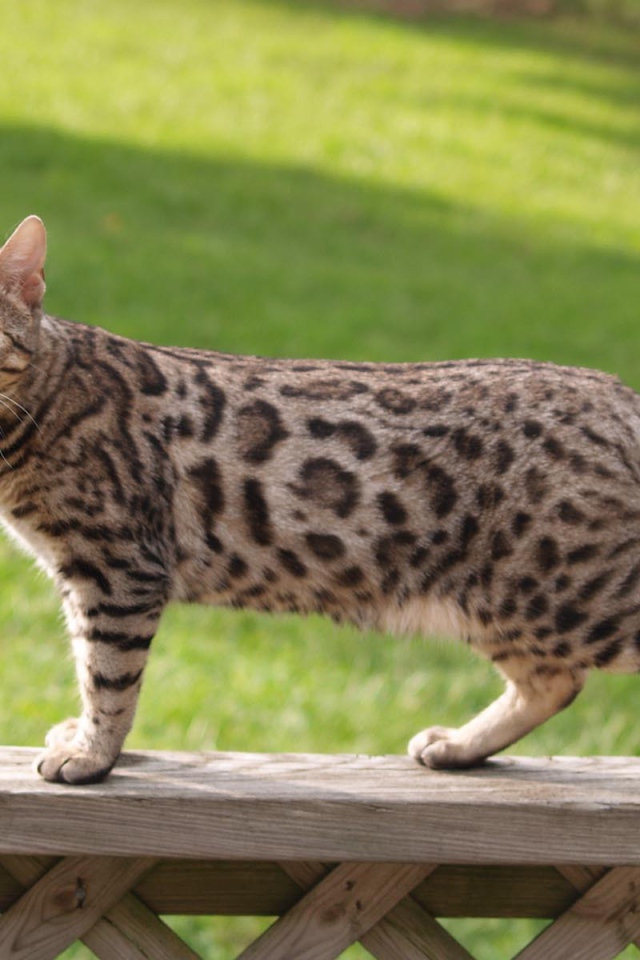 Бенгальский кот на заборе