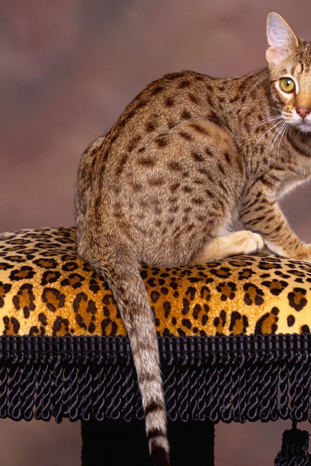 Бенгальский кот позирует